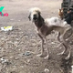 “A Moment of Hope: Abandoned Dog and Chicken, Emaciated and Desperate, Waiting for Help for Years”