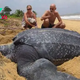 son. A person swimming in the sea suddenly encounters a giant turtle 5m high, making everyone panic. (video)