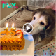 rom. A Tear-Jerking Moment: Dog Celebrates Long-Awaited 15th Birthday with a Cake