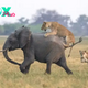 kp6.”Memorable moment: Elephant herd unites to save calf from hungry lioness in Botswana.”