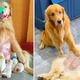 “What Makes a True Friend: A Golden Retriever’s Story of Taking Care of His Newborn Wife”