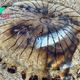 Translucent jellyfish, with fish trapped inside it, washes up on UK beach