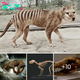 Bringing Back the Thylacine: Scientists Investigate Gene Editing to Revive Tasmanian Tigers from Extinction