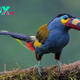 B83.Plate-billed Mountain-Toucan: Majestic Colors and Distinctive Bill Embodies the Enchanting Grandeur of Highland Avifauna