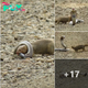 WATCH: Brave slender mongoose takes dowп snouted cobra in just 2 minutes ‎