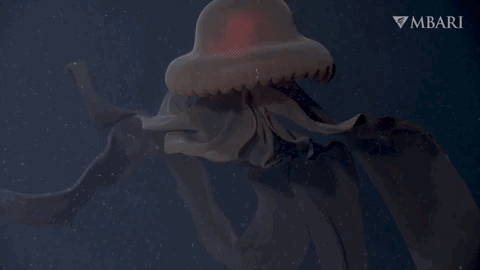 Giant 'phantom jellyfish' that eats with mouth-arms spotted off California coast