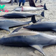 SR “Deciphering the Mystery: Stranded Group of Short-Beaked Dolphins Found Along Argentina’s Coastline” SR