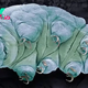 Tardigrade proteins could slow aging in humans, small cell study finds