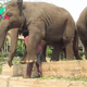 rin Unveiling the Deep Bonds Between Elephants and Their Caretakers at Elephant Park