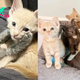 SL.”Enchanting Encounters: Six Kittens Win Over a Shelter Volunteer, Eager to Share Their Joys at Home”