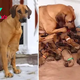 “Heroic Walk: Stranded Dog Gives Birth to 15 Puppies During Snowstorm”