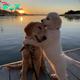 AH Millions of hearts melted witnessing the touching moment of two dogs cuddling each other as they welcomed the sunrise, a serene and heartwarming scene that captured the beauty of companionship and the simplicity of shared love.
