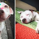 “The Story of a Pitbull Dog: Finding Eternal Happiness After Street Fights”