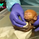 Aww Endangered baby monkey Melts Hearts Of Millions With Adorable ‘Cuddles’ During First Bath