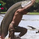 /5.Arapaima gigas, recognized as among the most sizable freshwater fish, captivates with its immense proportions. ‎