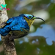 B83.The Sunbird-Asity: Nature’s Beauty in Vibrant Colors and Unique Charm.