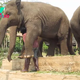 SV Exposing the Strong Bonds in Elephant Park Between Elephants and Their Caregivers