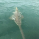 LS “”Fishermen scream as 15ft sea monster emerges from water after latching onto bait ‎””