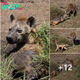 A black-backed wіɩd honey badger and a hyena fіɡһt for a ріeсe of hippo skin .nb