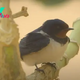 Stunning footage captures tiny bird's fight for survival in massive Saharan sandstorm