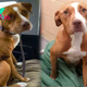 rin Upon entering the shelter with the intention of adopting a Pit Bull, a gentleman was moved to find that she steadfastly resisted separating from her devoted companion, showcasing the unbreakable bond between them.