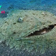 LS “”The Seafloor Has a Carpet – A Shark You Shouldn’t Step On ‎””