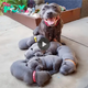 qq Radiating pure joy, the mother pitbull revels in the miracle of birthing six precious puppies, casting a radiant glow of happiness that touches hearts worldwide.