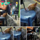 Un canino famélico apoya su cabeza en una silla dentro de un restaurante, deseando la compañía compasiva de alguien con quien compartir un bocado