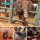 Join Ashanti on her unforgettable journey from orphaned elephant to resilient ѕurvіvor