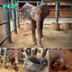 The Unforgettable Journey of Ashanti: From Orphaned Elephant to Resilient Survivor