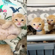 “Rescued: Six Kittens’ Heartwarming Journey to a Joyful Easter Together”SK