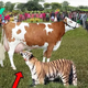 nht.Strange Story! Cow Calmly Allows Hungry Tiger to Drink Its Milk.