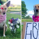 “Maggie’s Therapy Journey: The Dog Who Brings Hope and Strength”