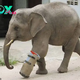 /5.The inspiring journey of a baby elephant with a prosthetic leg exemplifies true resilience.
