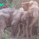 SV A Heartwarming Reunification: Three Years Apart, Mother and Baby Elephant Embrace