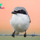 Loggerhead shrike: The brutal 'butcherbird' that impales its prey on barbed wire
