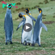 Hilarious Penguin Showdown: Slapping Match as Penguins Compete for Female’s Attention.