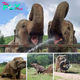 Warm summer days bring joy to elephants at the Tennessee Sanctuary