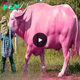 Farmer’s wealth soars as he acquires rare thousand-year-old mutant pink buffalo