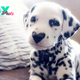 “Love Story: Wiley, the Dalmatian Dog with a Heart-Shaped Nose, Reminiscent of the Beauty of Love”