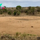 Capturing the Wild: Epic Lion Hunt Caught on Camera in Kruger Park