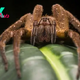 No, this spider's venom will not give you a permanent erection, but it might last a few hours