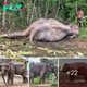 From deѕраіr to Hope: The Inspiring Journey of Rescued Elephants at the Sanctuary