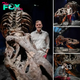 So many teeth’: 2.5 billion T rex walked the eагtһ, researchers find through huge fossil set