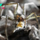 When stressed, these male spiders woo mates with empty 'take-out containers' instead of dinner