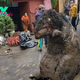 SV Amazing Discovery: Massive Rat Found in Mexico City’s Urban Environment
