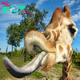 SR “Fun Fact Alert! Giraffes Employ Their Tongues for Itch Relief, Astonishing Discovery Unveiled!” SR