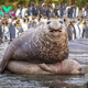SR Tender Behemoth: Elephant Seal Savors Heartwarming Moment with One of His 100 Female Companions SR