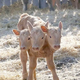 SR Extraordinary Phenomenon: Behold the Arrival of a Three-Headed Calf on Animal Planet, a Rare Marvel to Witness! SR