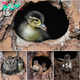 Duckling Raised by Owl Makes for Adorable Photos. nobita